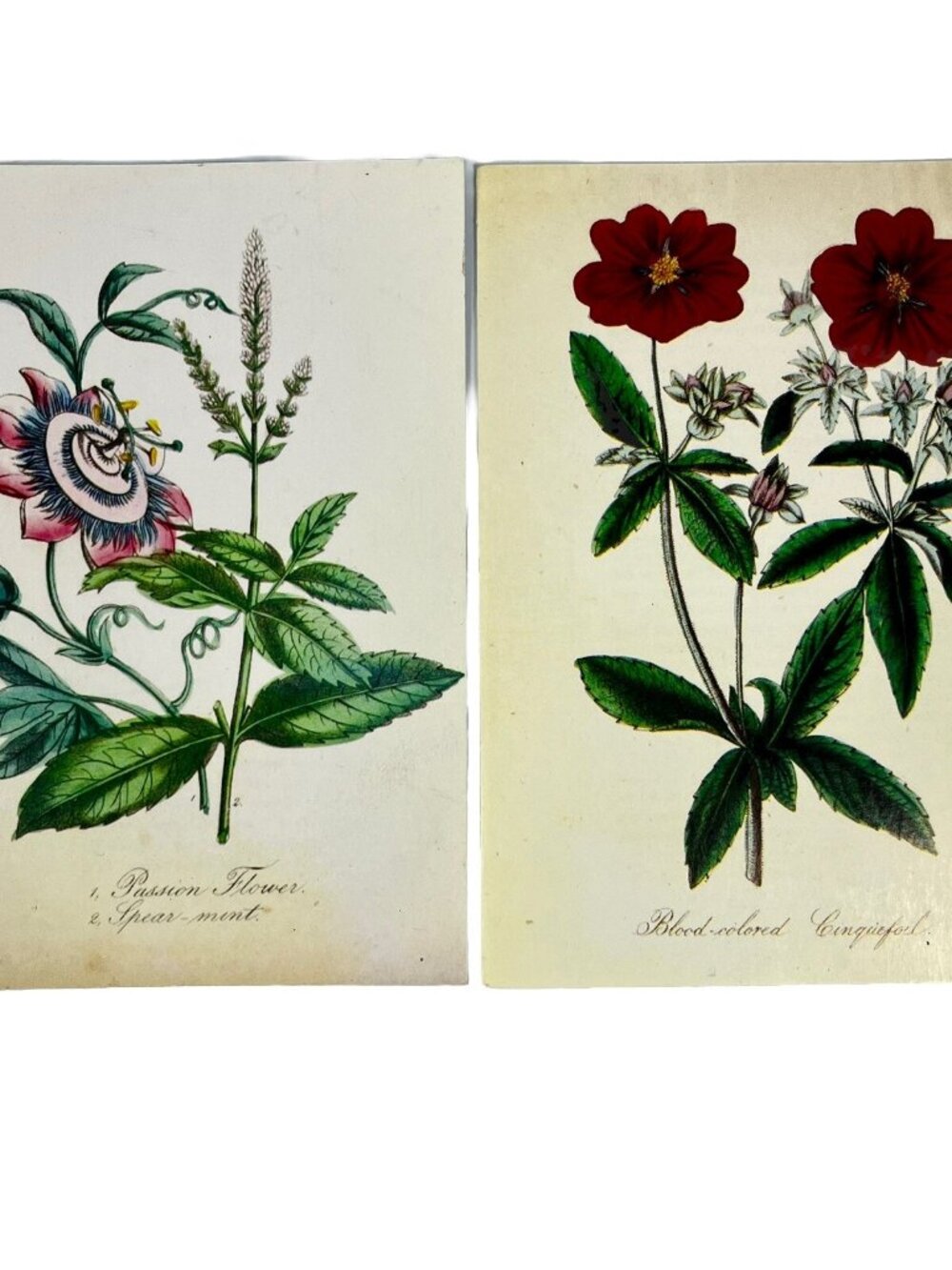 2 VTG Sierra Club Greeting Cards Botanical Scrapbooking Floral Art Blank Unused